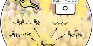 Graphical Abstract Selektivhydrierung