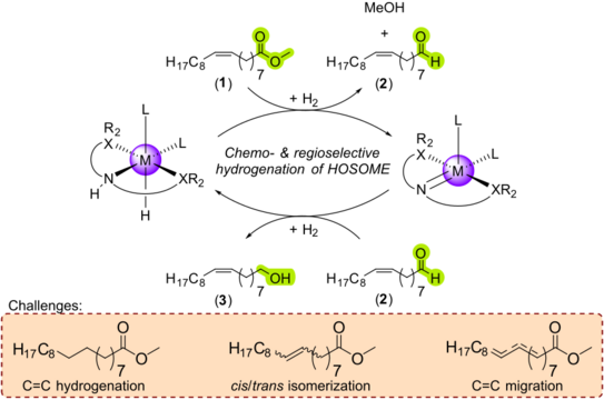 Selective Hydrogenation of Methyl Oleate